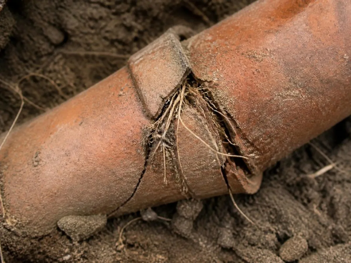 Cracked clay sewer pipe section with fine tree roots growing through the joint