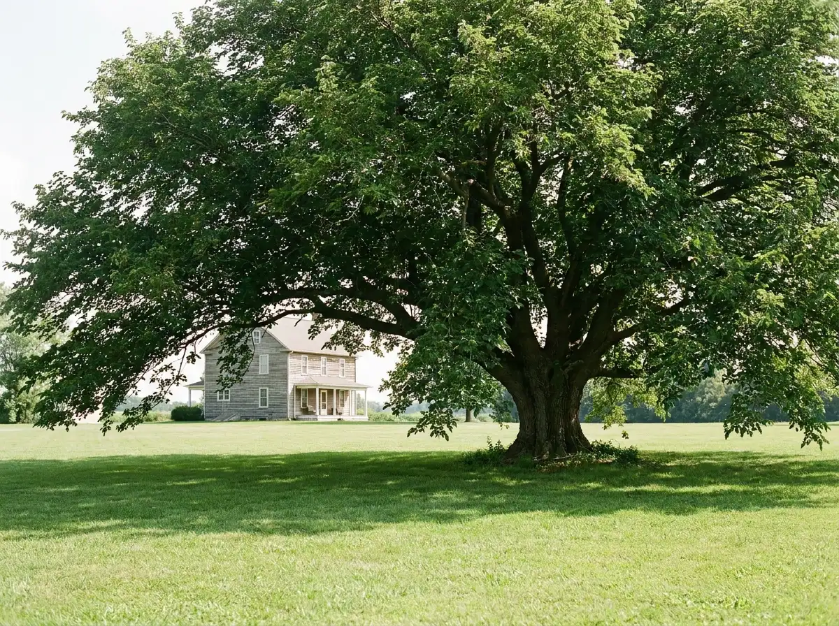 Large mulberry tree with a wide canopy standing on an open green lawn